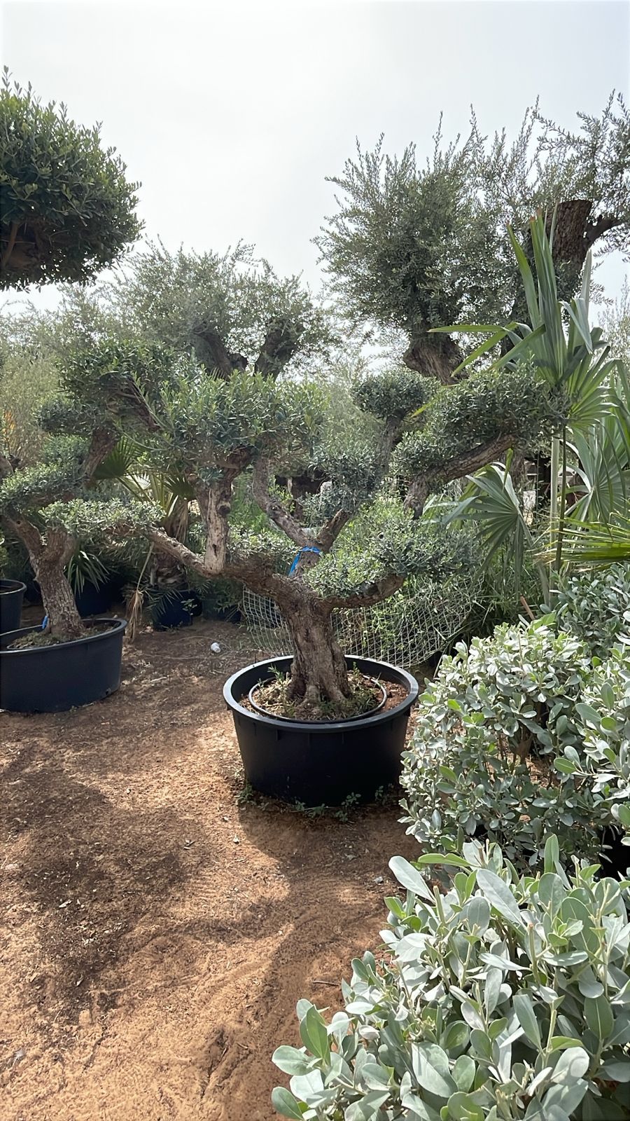 Olive Tree - Multi Head Large Canopy