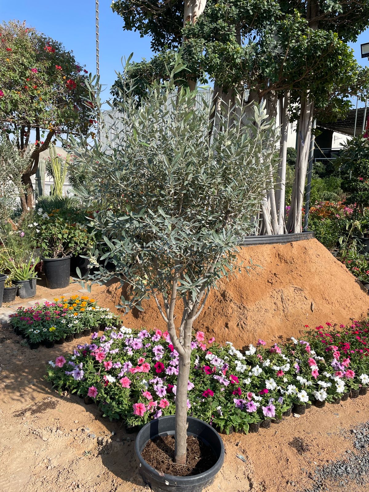 Olive Tree - Nursery Pot