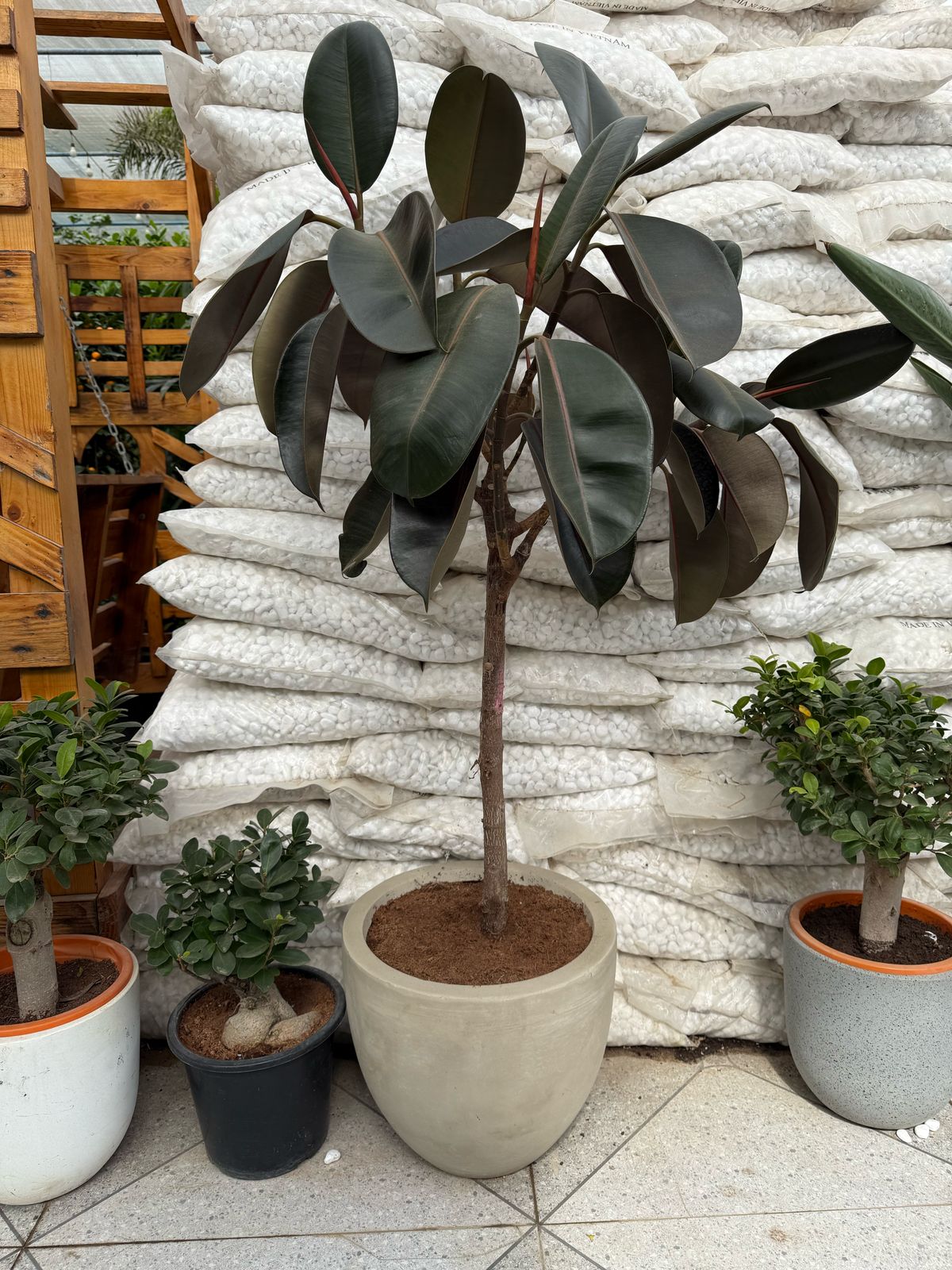 Rubber Plant - Beige Fiber Pot