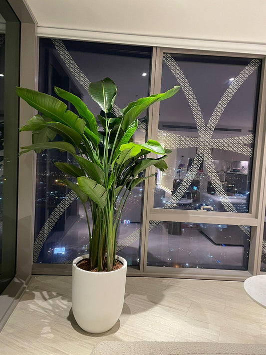 Bird of Paradise - Fiber Pot Premium