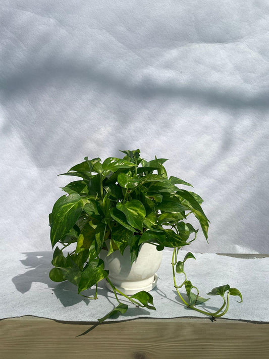 Money Plant - Ceramic Pot