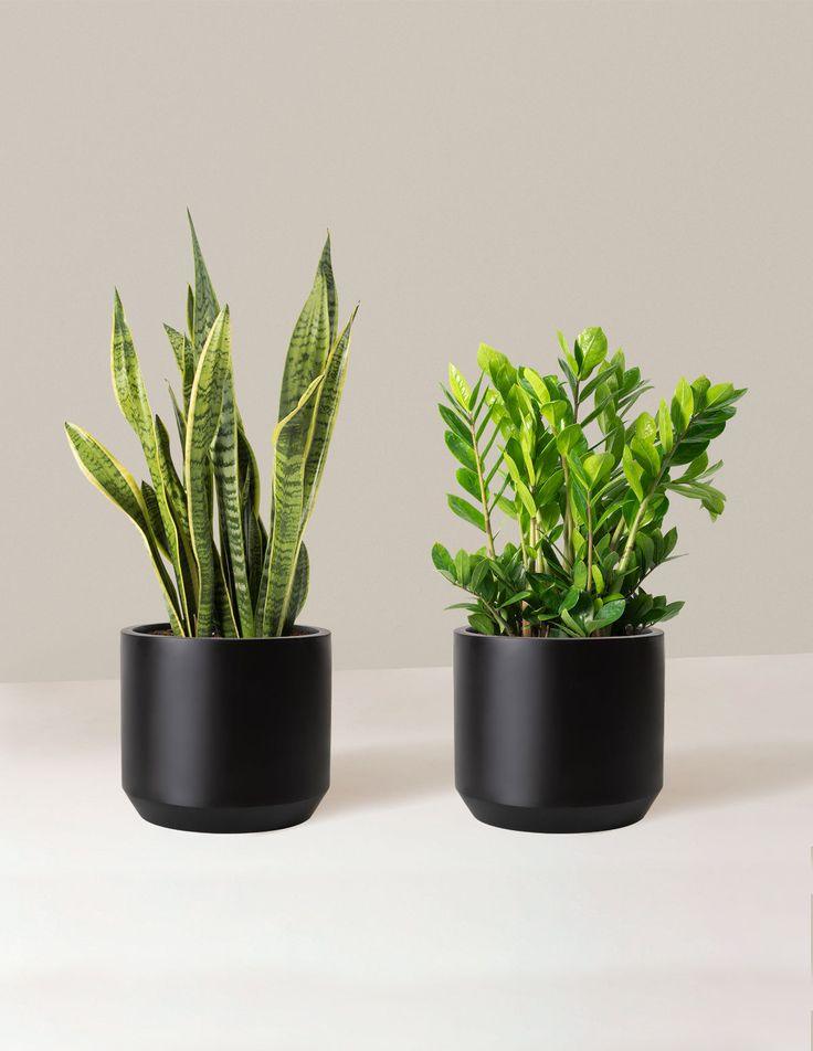 Air Purifier Bundle - Table Top