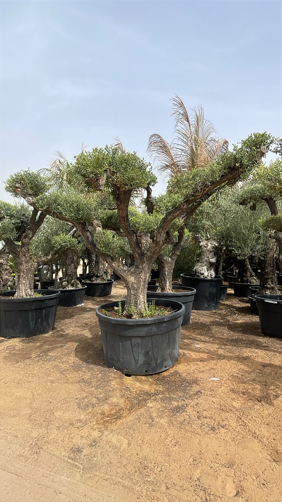Giant Olive Tree - Multihead - Large Canopy