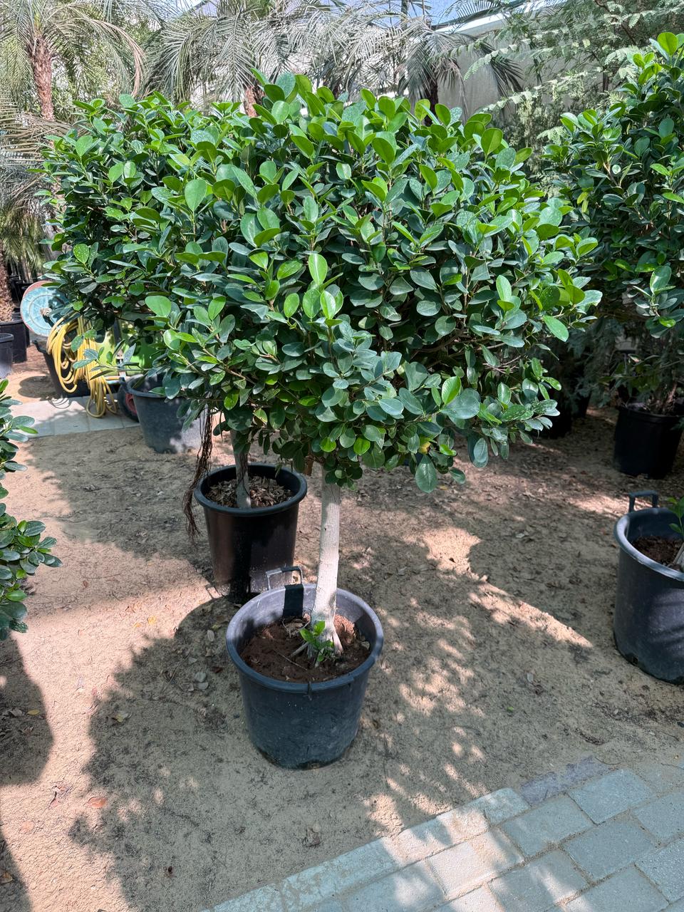 Ficus One Head