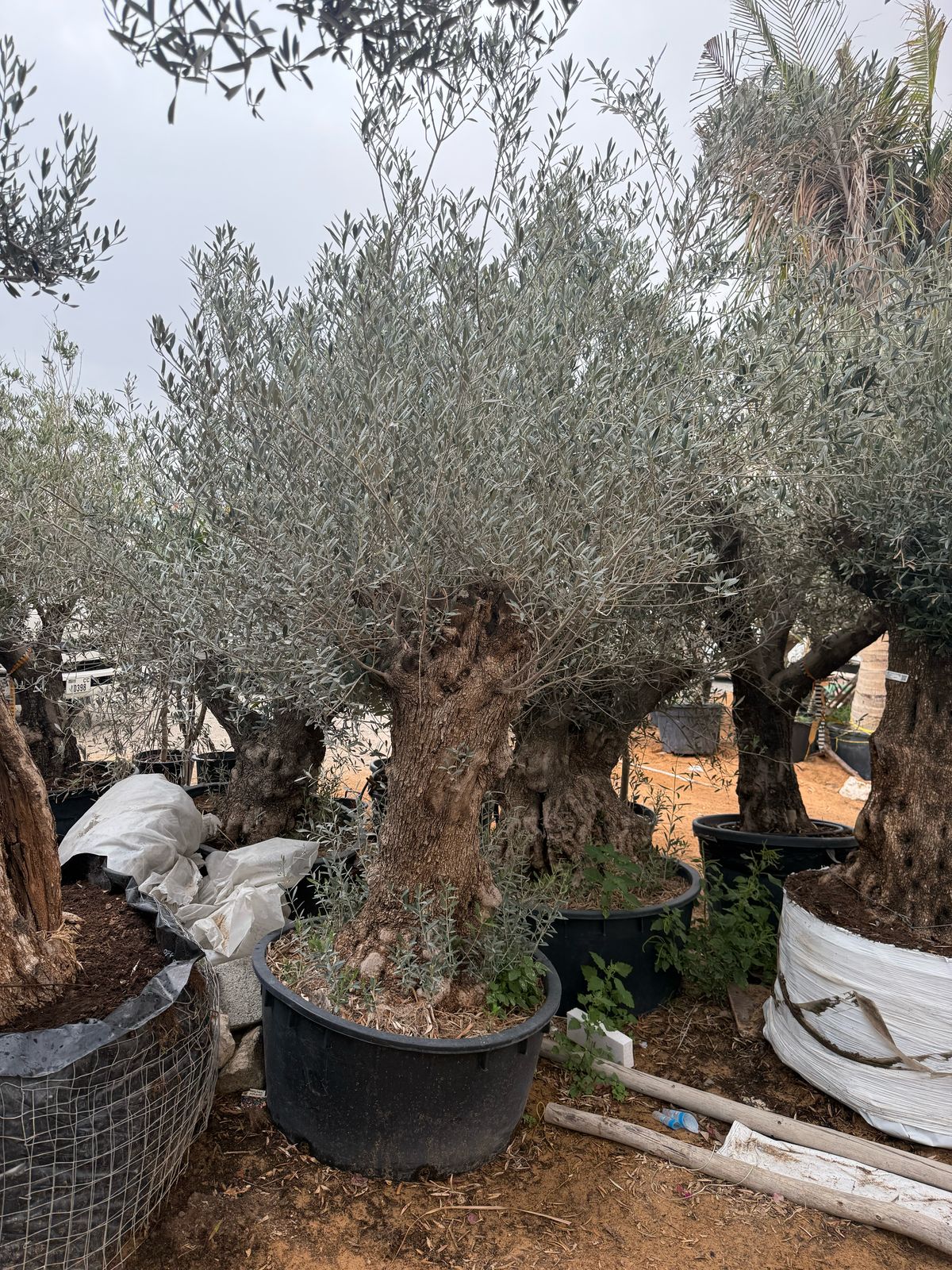 Bushy Aged & Thick Trunk Olive Tree
