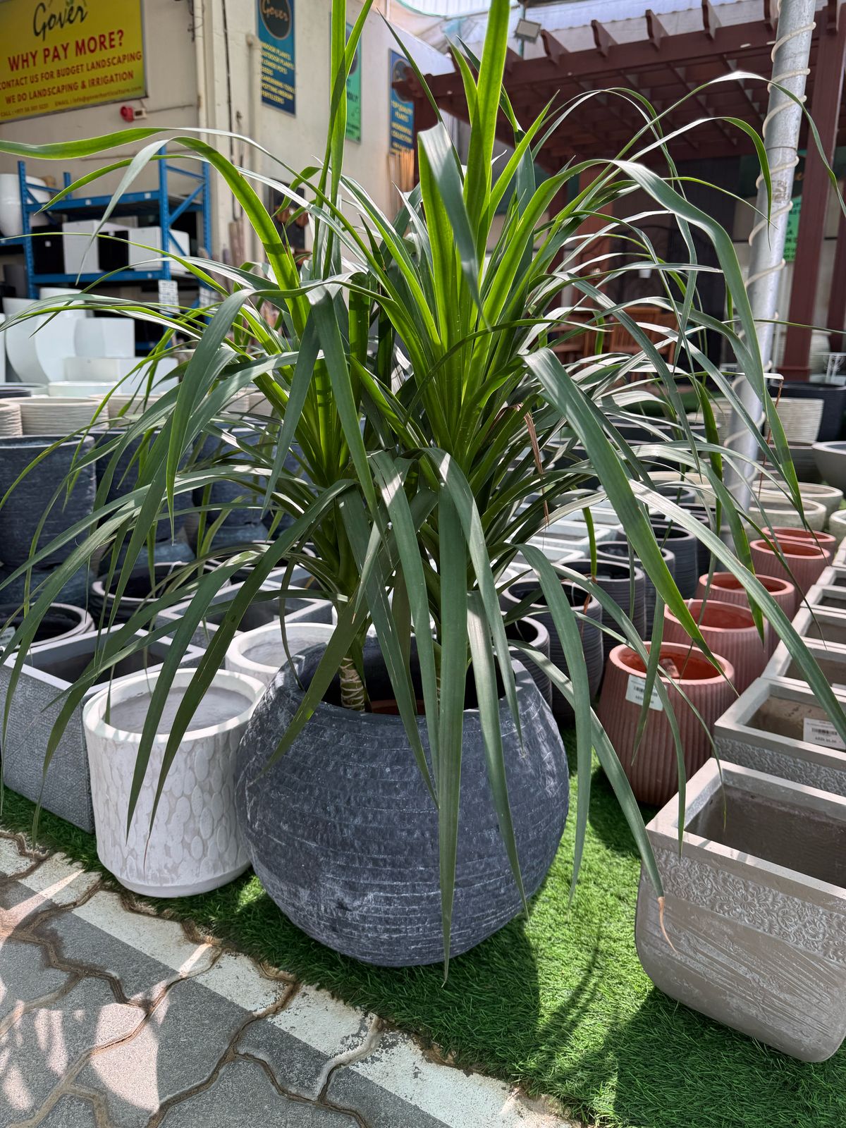Dracena - Round Fiber Pot
