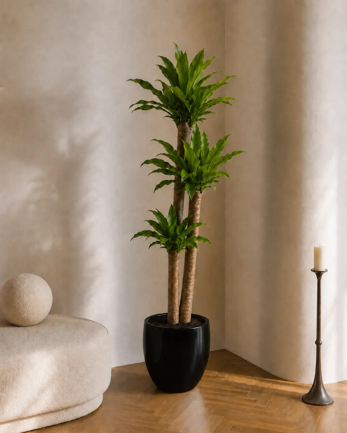 Dracaena massa test