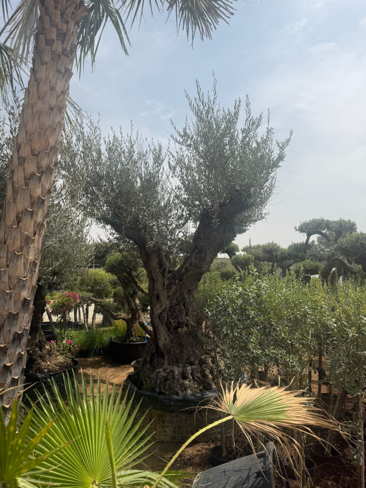 Double Head Thick & Aged Trunk Olive Tree - 2.2-2.3M