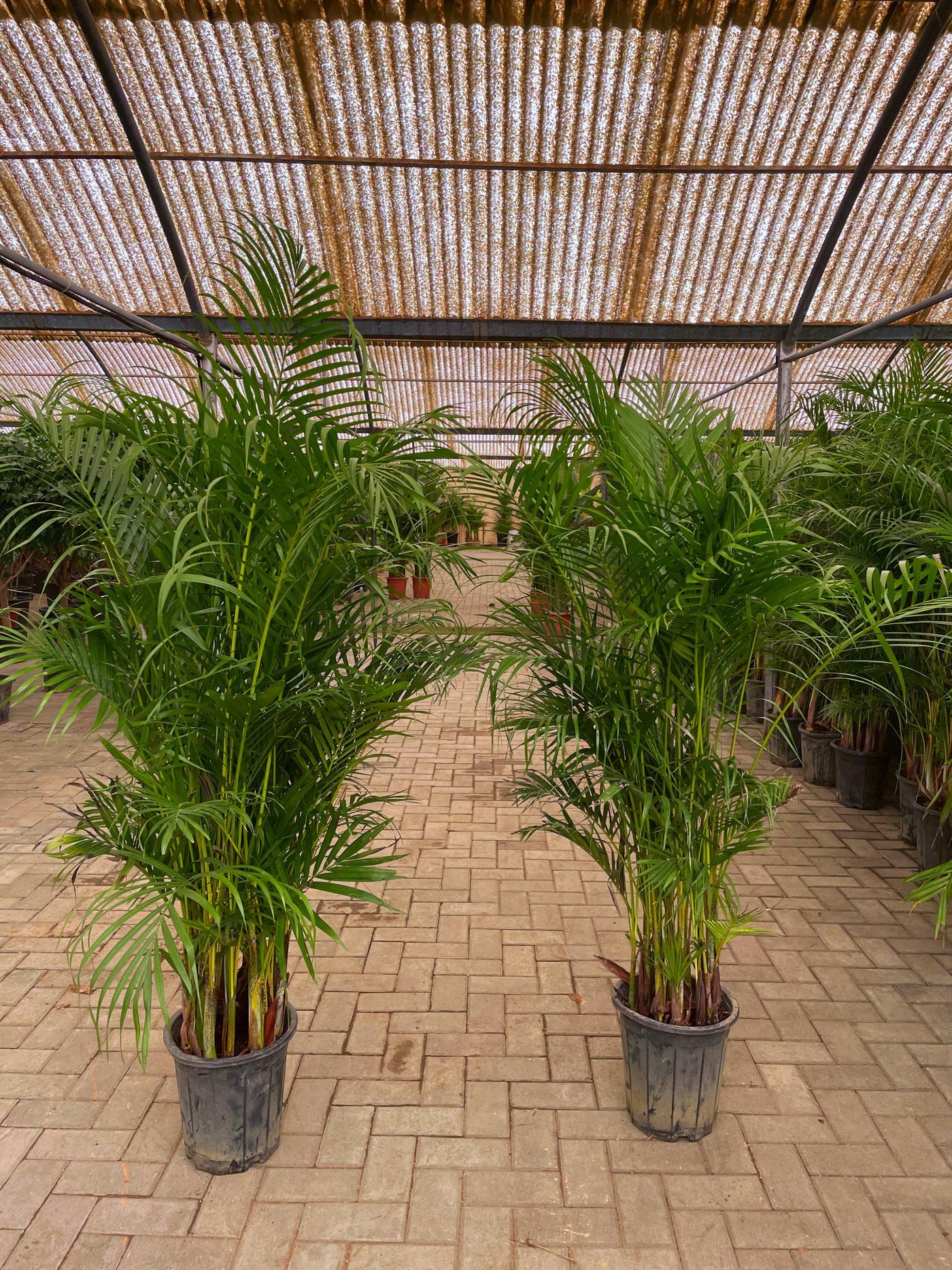 Areca Palm Offer - Each