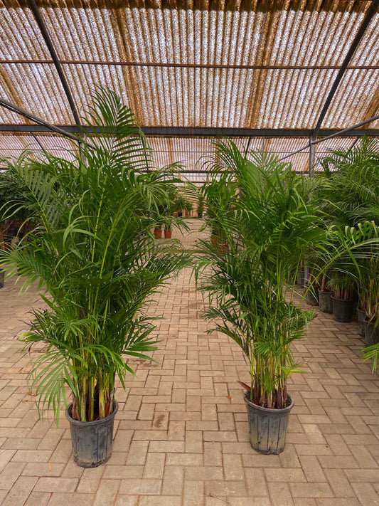 Areca Palm Offer - Each