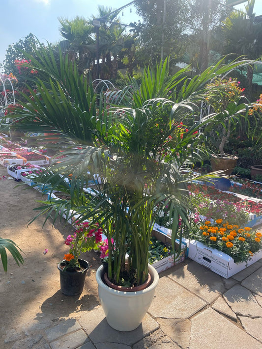 Kentia Palm - Teracotta Pot