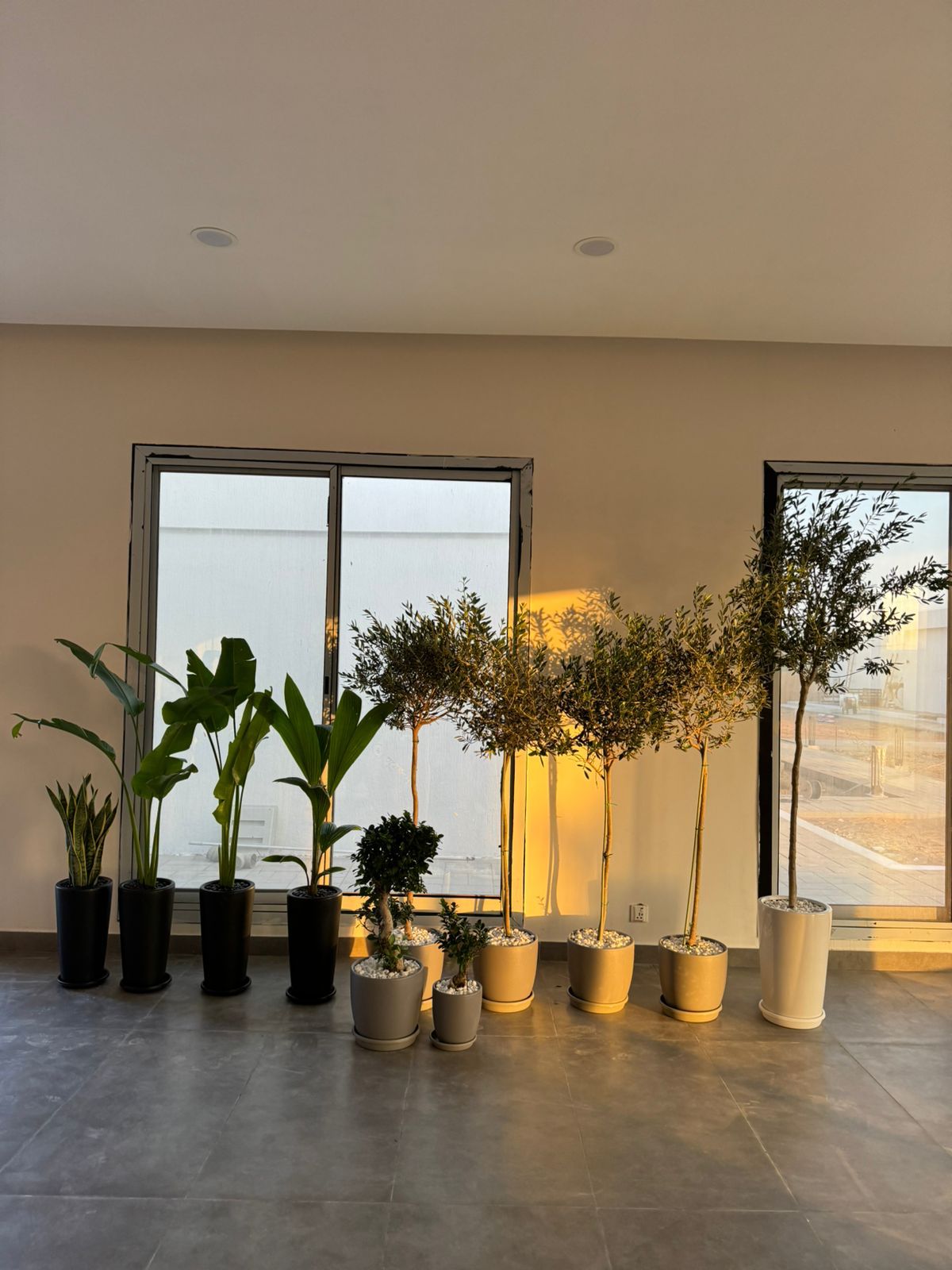 11 Plants Luxury Bundle