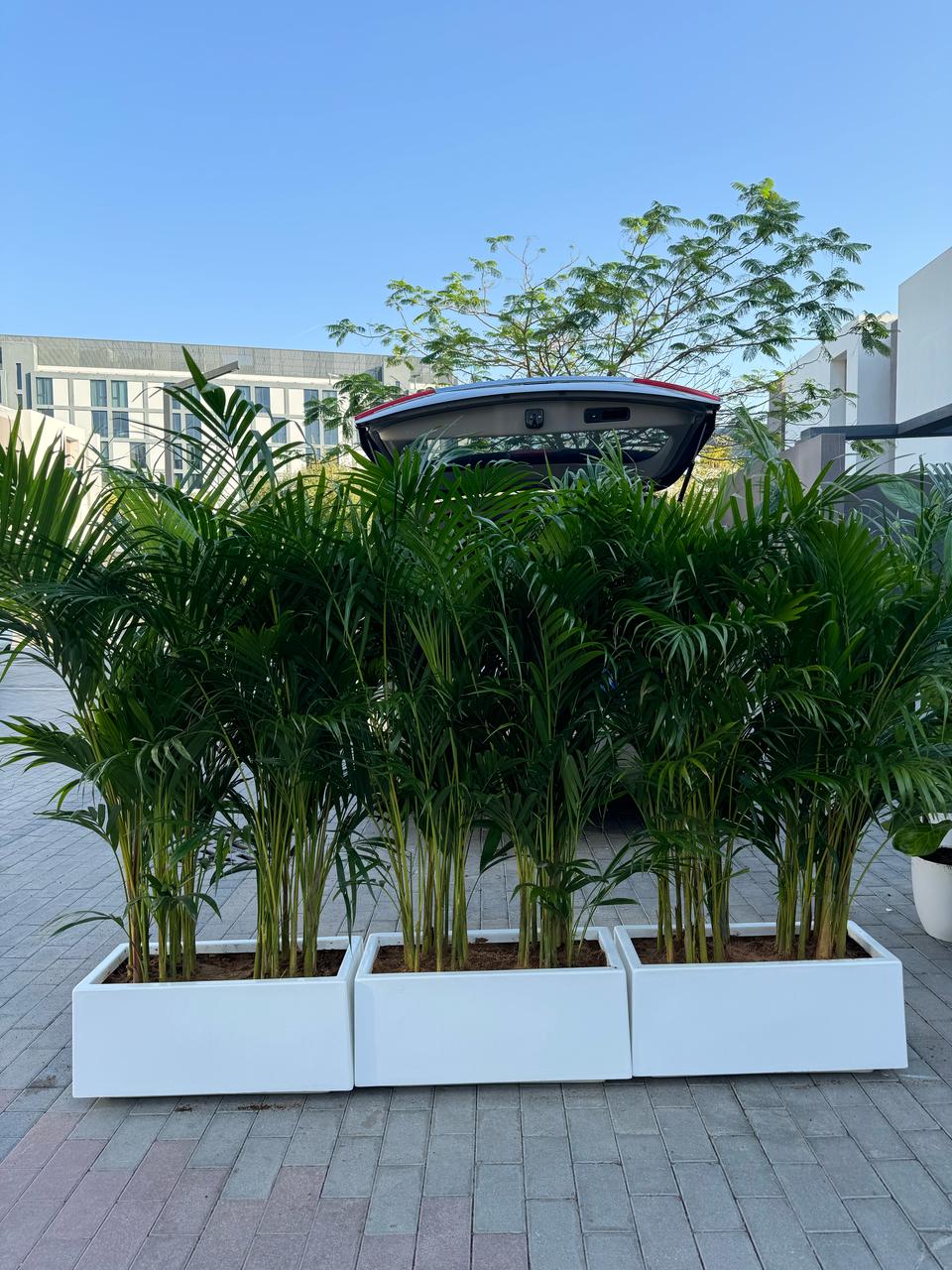 Areca Palm - Privacy Arrangement - Bundle of THREE