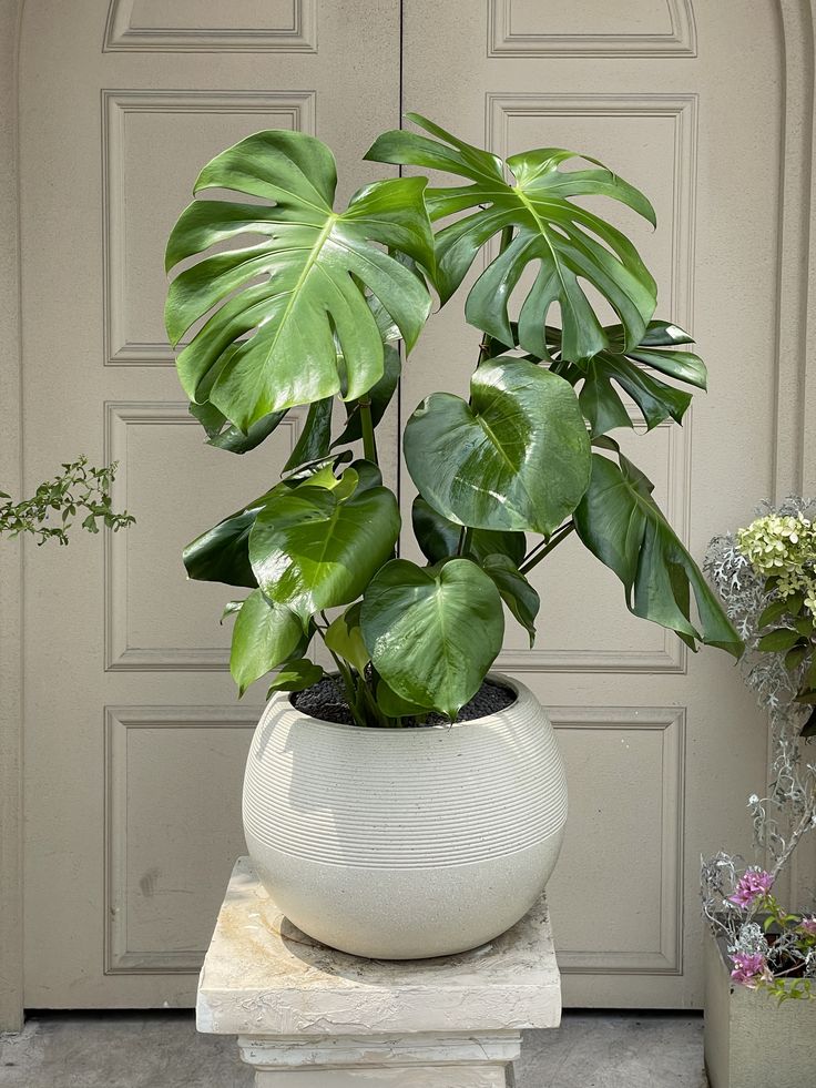 Large Monstera - Fiber Round Pot - Low to Zero Maintenance