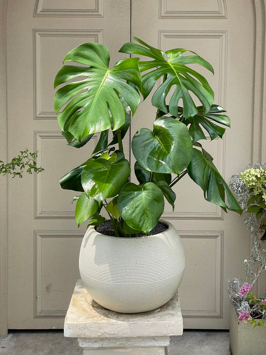 Large Monstera - Fiber Round Pot - Low to Zero Maintenance