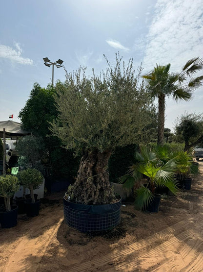 Giant Aged Thick Trunk - Olive Tree 2.2-2.3M