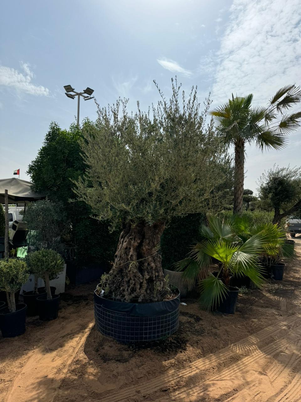 Giant Aged Thick Trunk - Olive Tree 2.2-2.3M