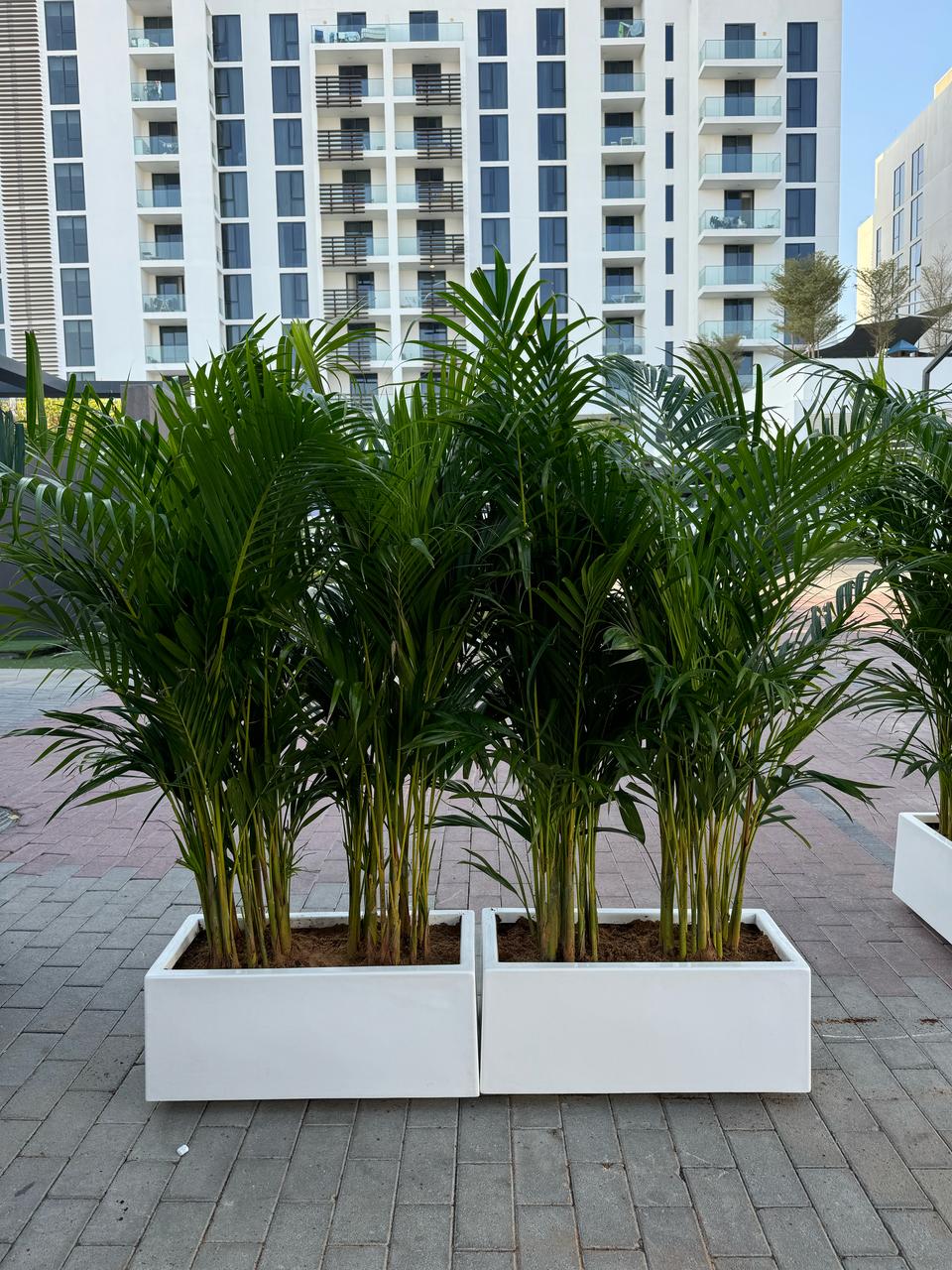 Areca Palm - Privacy Arrangement Bundle