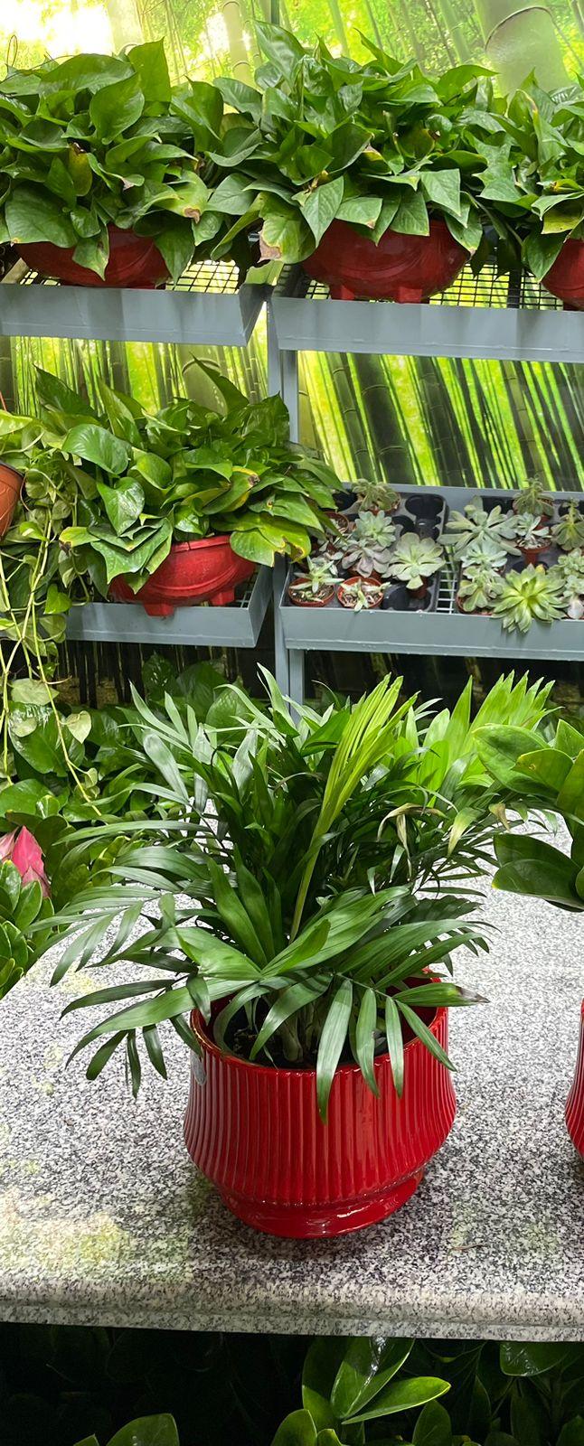 Chamaedorea Plant
