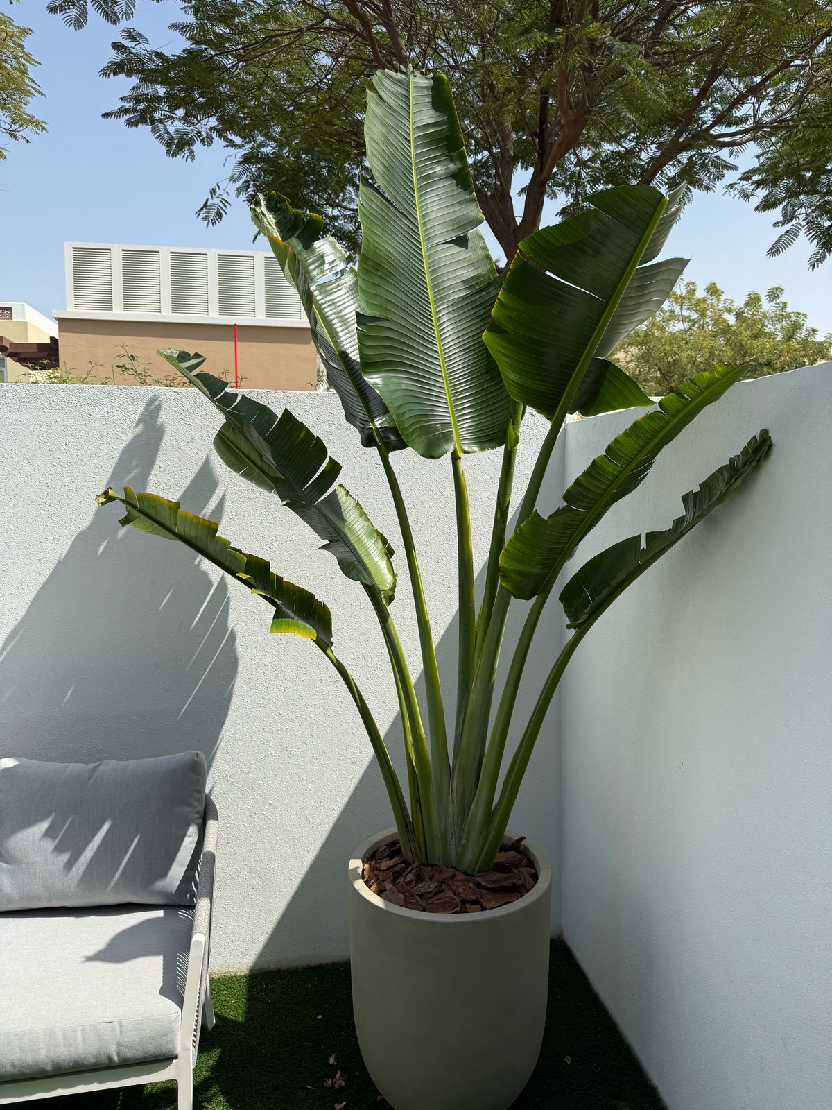 Travelers Palm - Fiber Pot