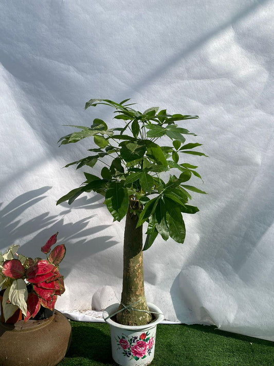 Money Plant - Nursery Pot