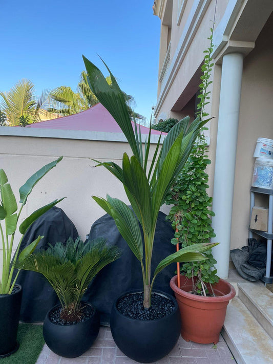 Sago & Coconut Palm Bundle - Outdoors Beauty!