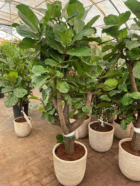 Giant Fiddle Tree - Stone Fiber Pot