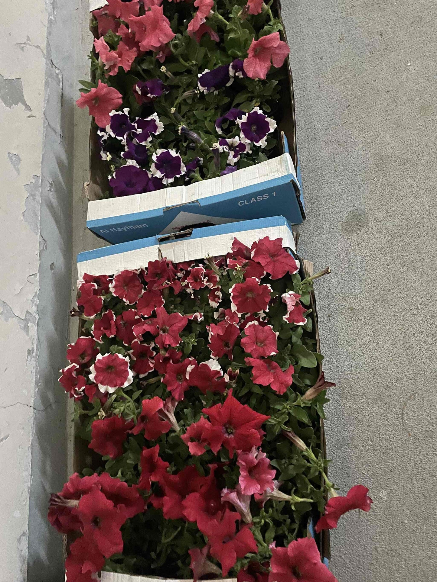 Petunia - 30 pieces