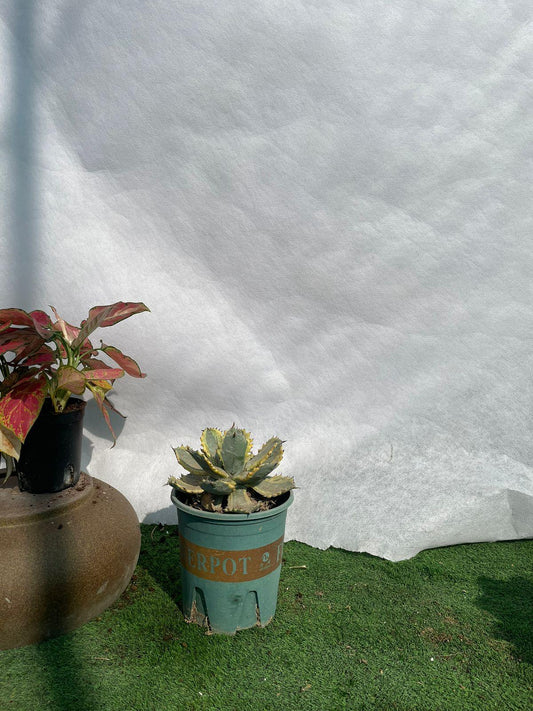 Cactus Multi-Head Small - Nursery Pot