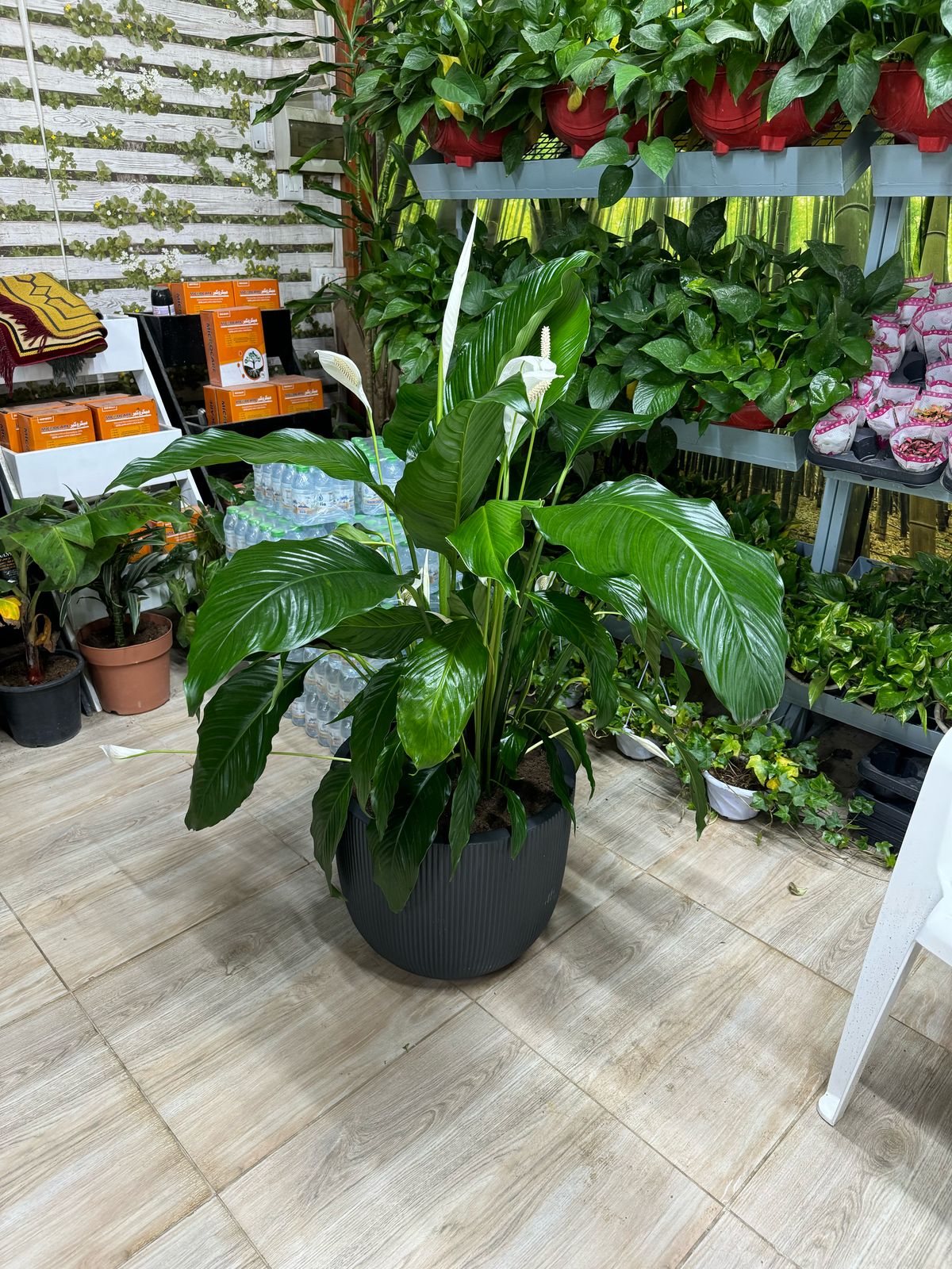 Peace Lily - Fiber Pot