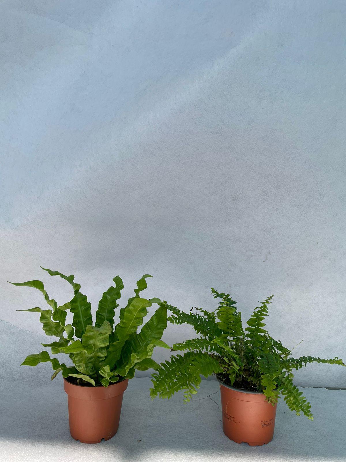 Fern - Bundle