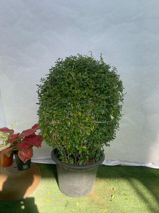 Clerodendrum inerme Ball Shape