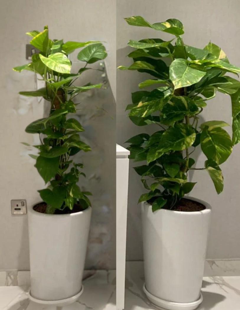 Money Plant Bundle