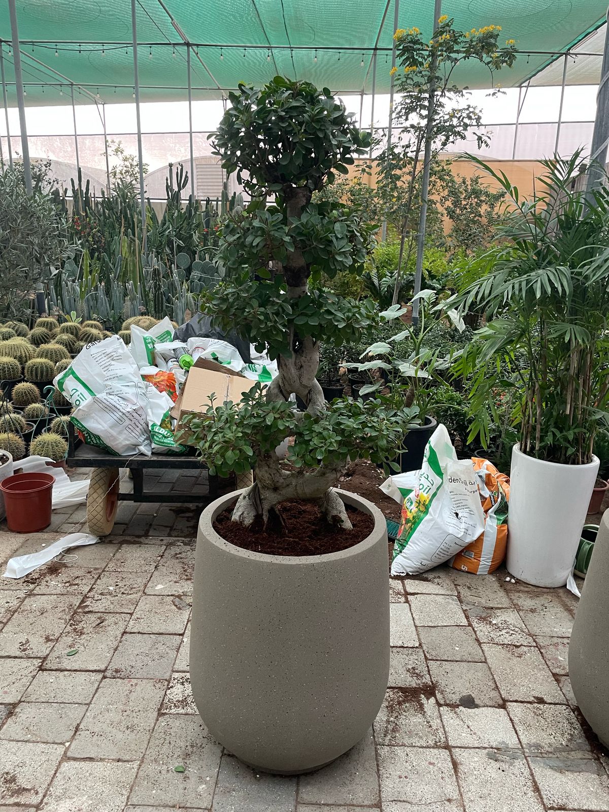 Bonsai - Fiber Pot