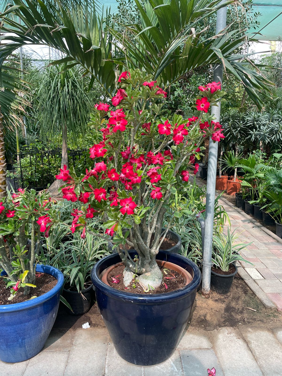 Large Desert Rose - Teracotta Pot
