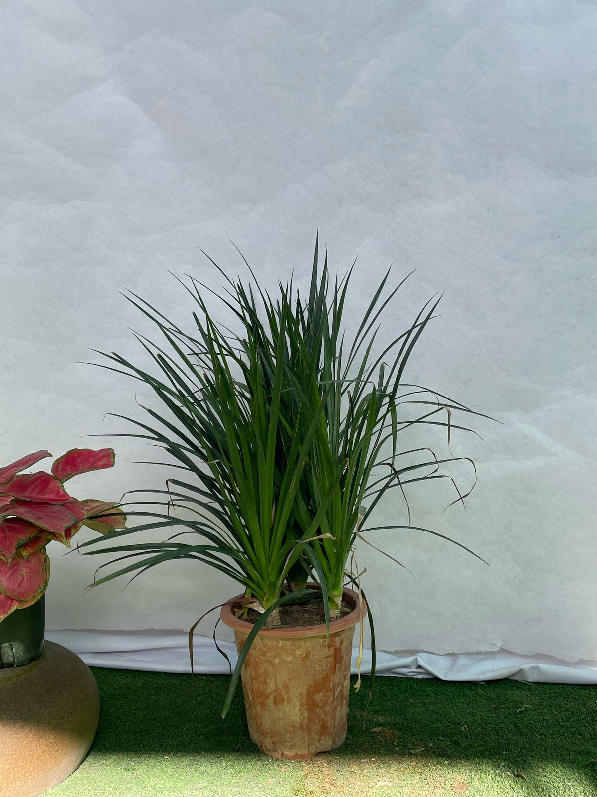 3 Stem Yucca