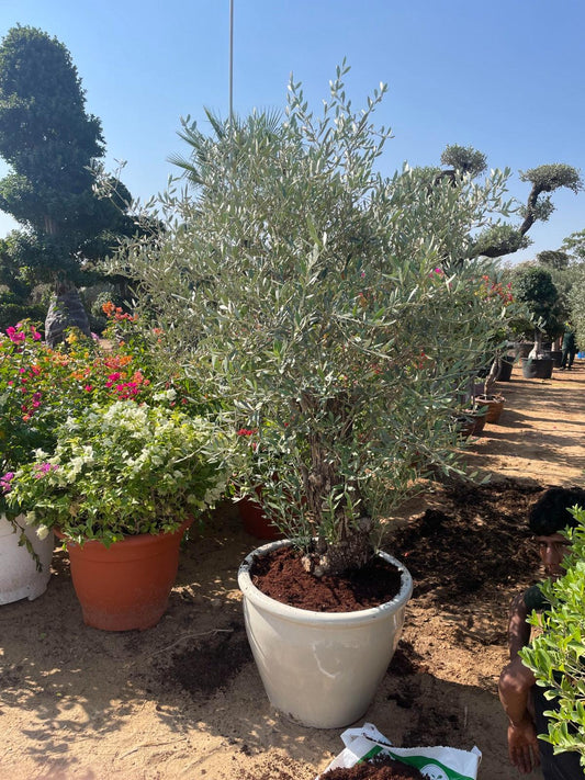 Olive Tree - Terracotta Pot