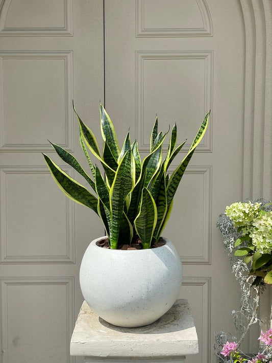 Snake Plant - Round Fiber Pot - Unkillable Plant