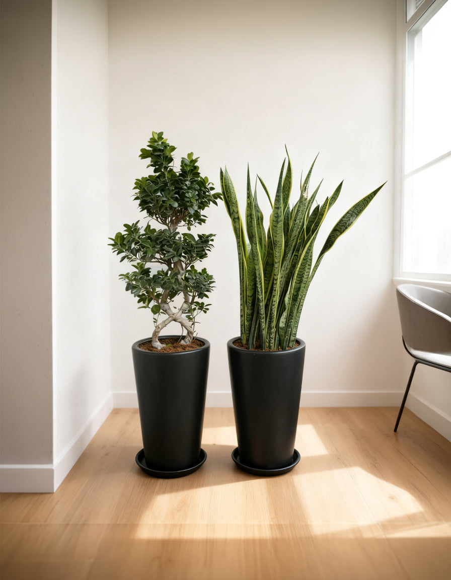 8 Shape Bonsai & Snake Bundle