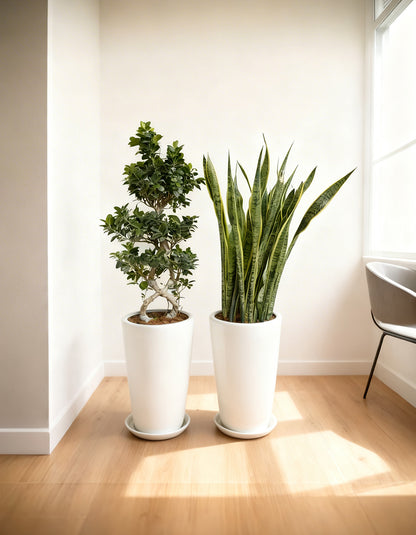 8 Shape Bonsai & Snake Bundle
