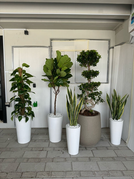 Unkillable Bundle - Potted