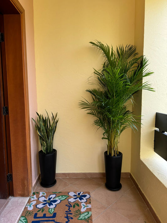 Air Purifying Bundle
