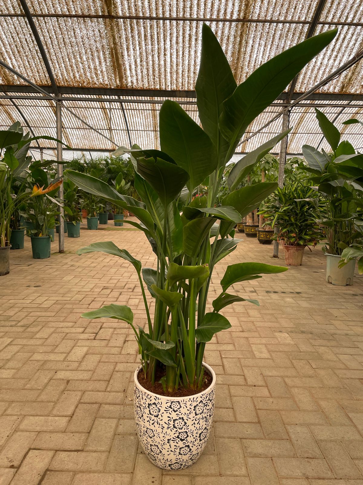 Bird Of Paradise - Flower Pot