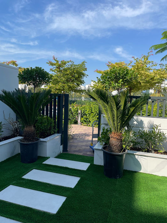 Sago Palm - Cycus - Large - EACH