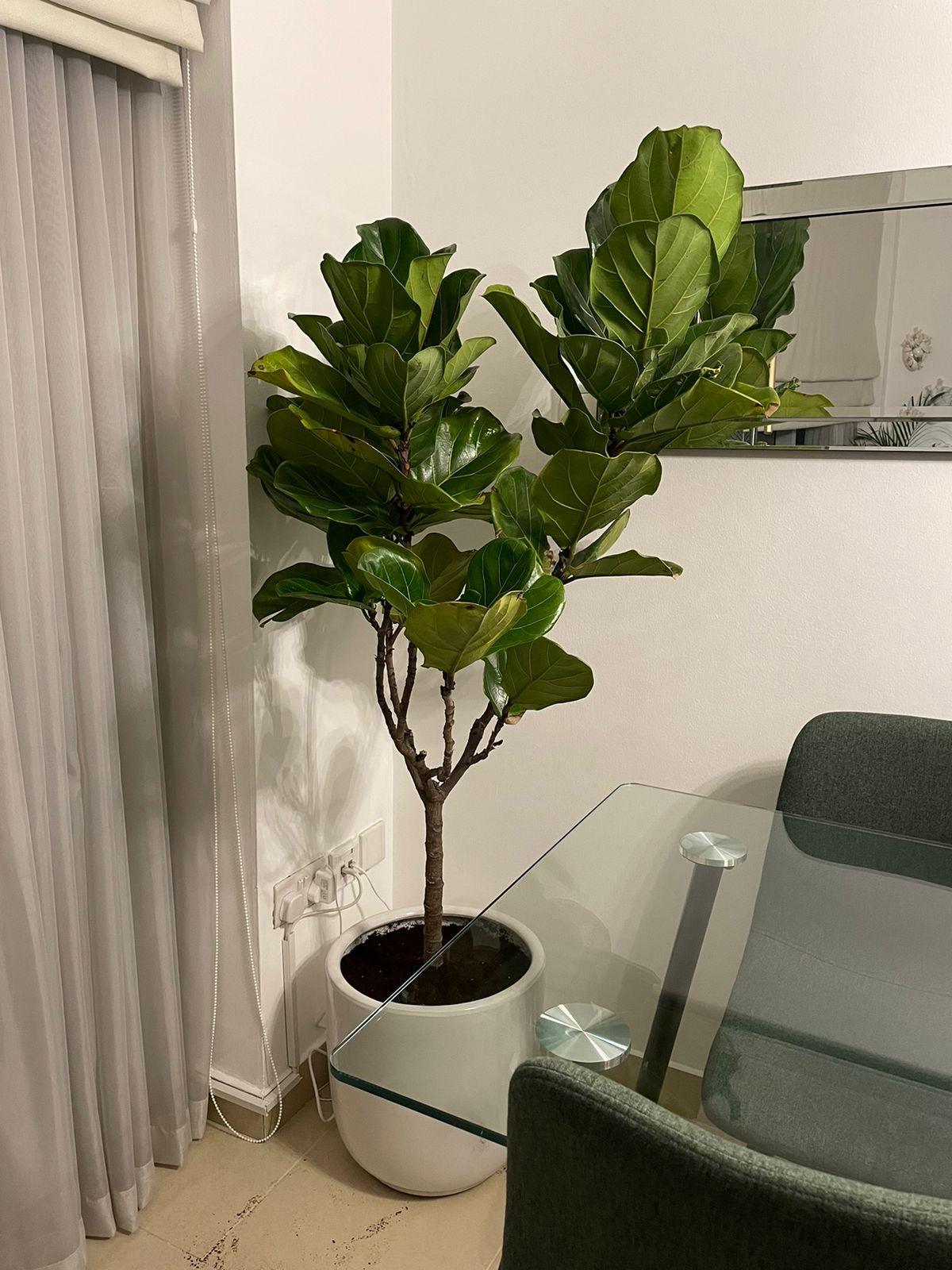 Fiddle Tree - 150-180 CM