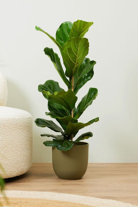 Fiddle Leaf 1PP - Fiber Pot