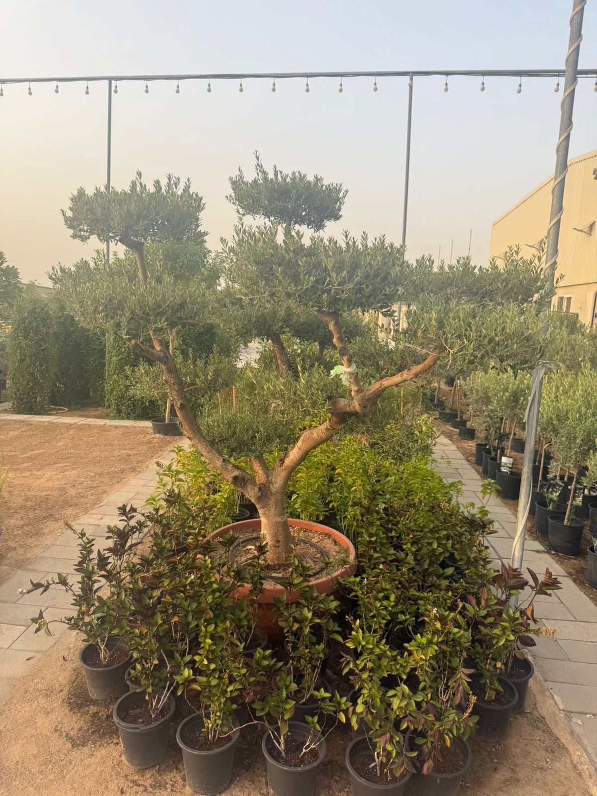Bushy Olive Tree - Multi Head 190-200CM