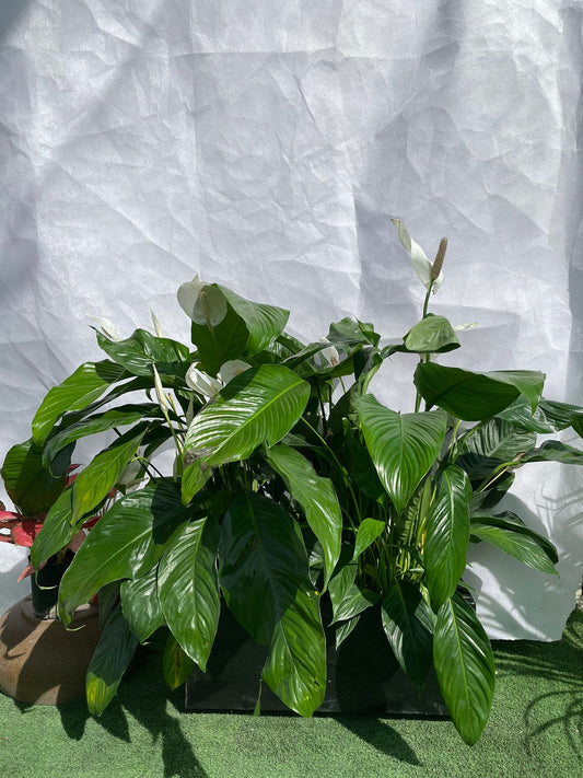 Peace Lily Spathiphyllum - Planter Arrangement