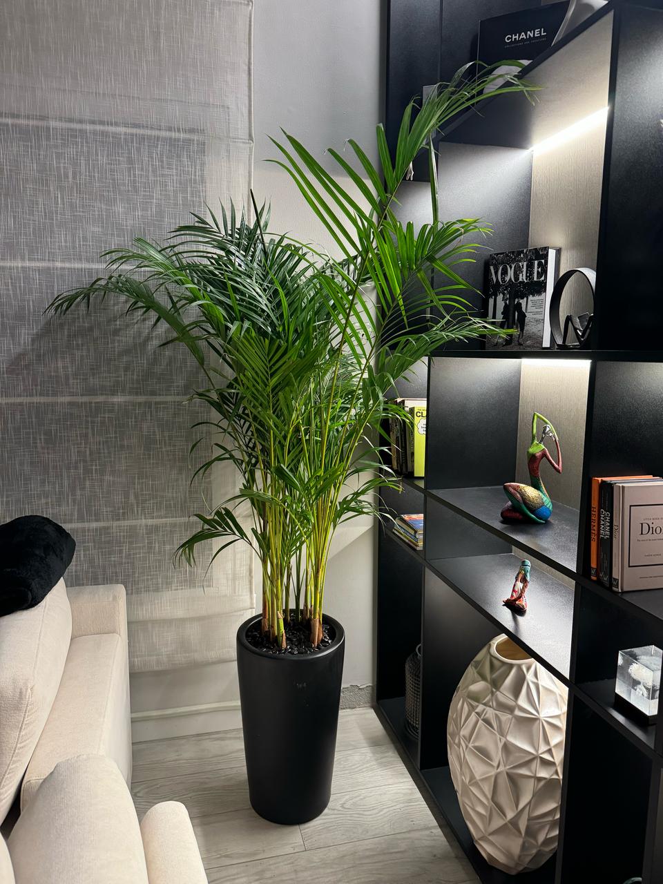 Areca Palm - Matte Black