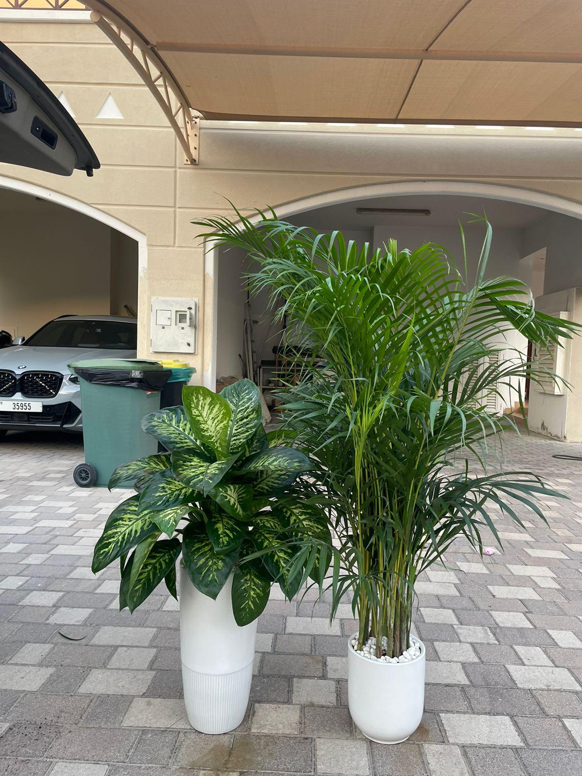 Dieffenbachia & Areca Palm Bundle